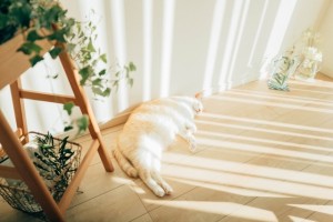 窓まわりで変わる夏の快適さ